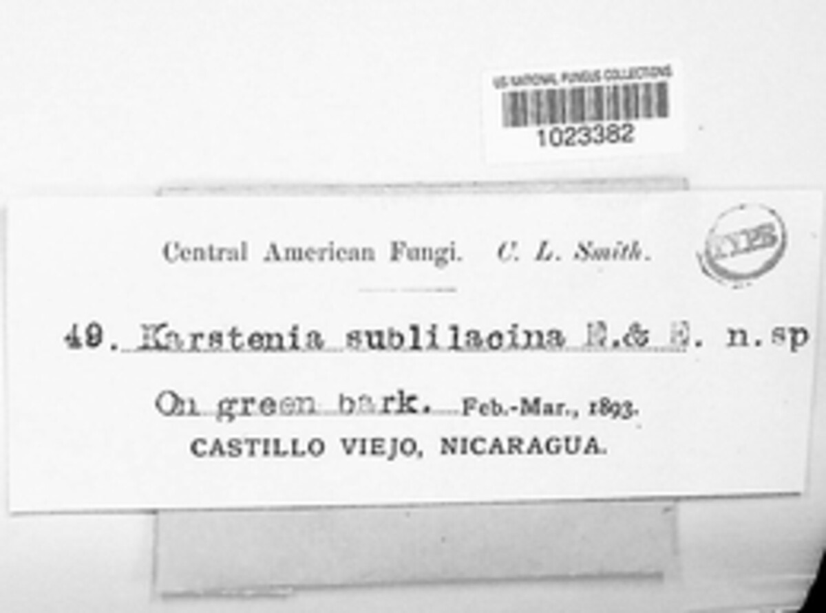 Chapsa sublilacina image